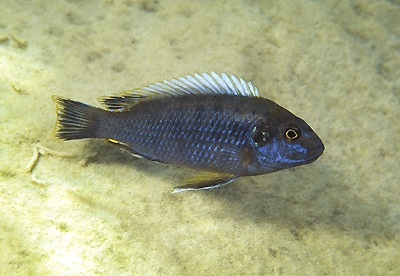 Pseudotropheus sp. 'lucerna fin spot' Membe Point